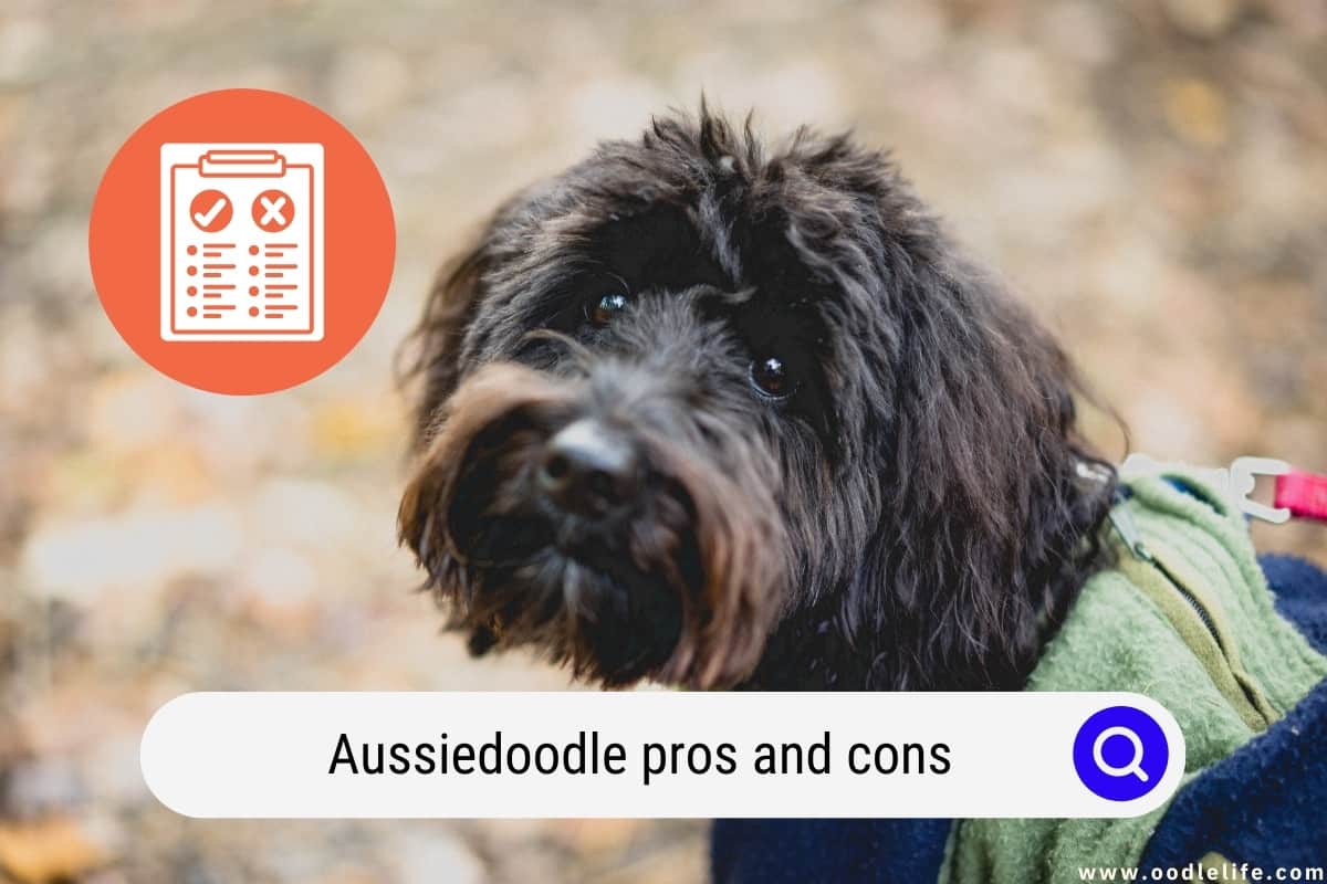 do aussiedoodles make good pets