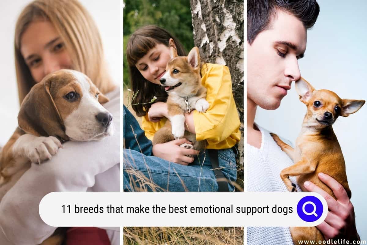 do chihuahuas make good emotional support dogs