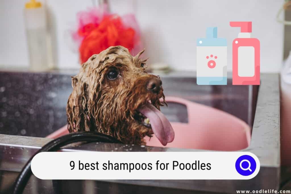 9 Best Shampoos For Poodles (2022 UPDATE) Oodle Life