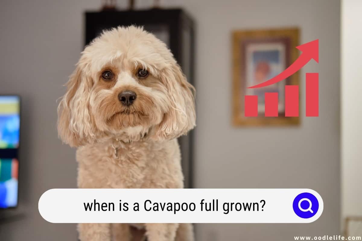 what age is a cavapoo full grown