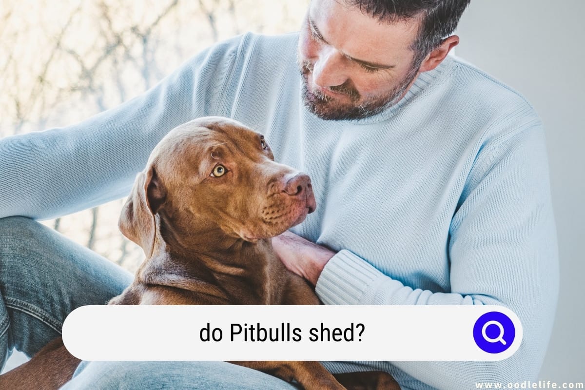 do pitbull terrier mix shed