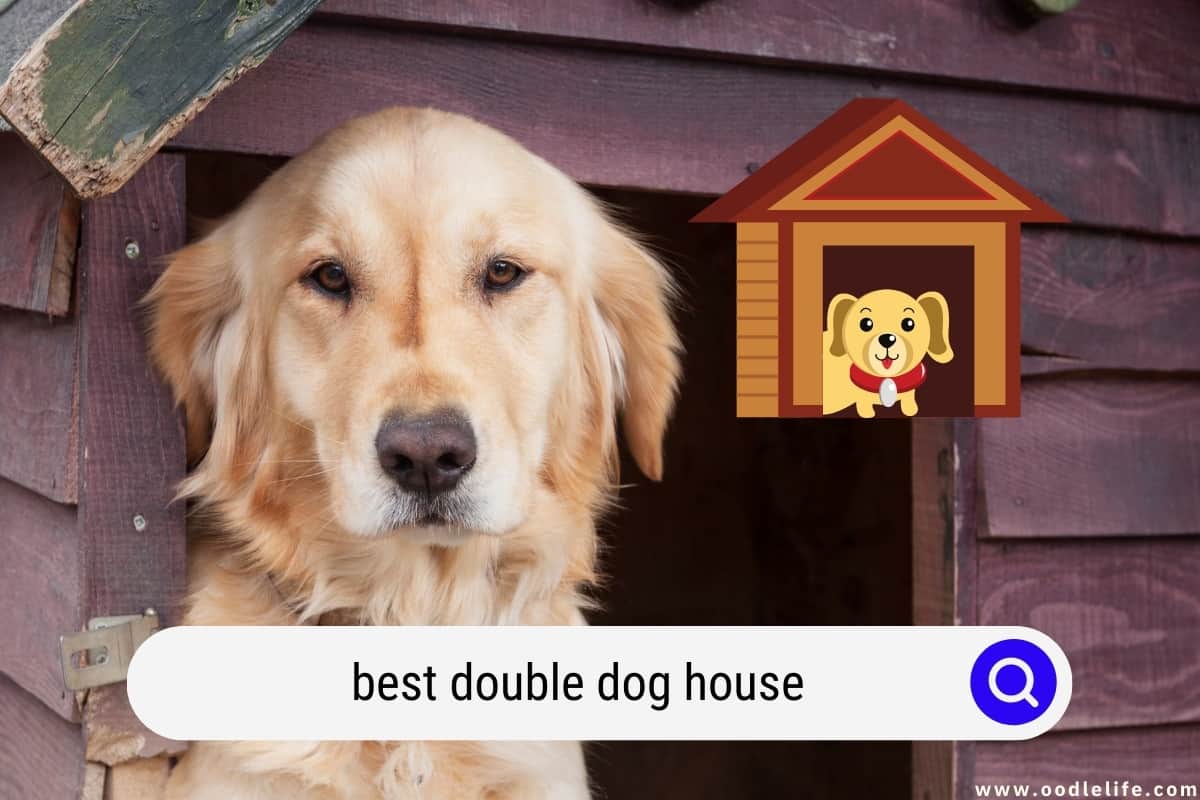 Double Dog House 1 