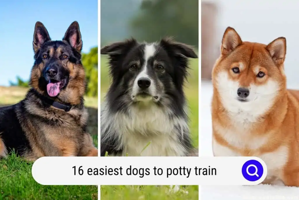 16 Easiest Dogs To Potty Train with Photos Oodle Life