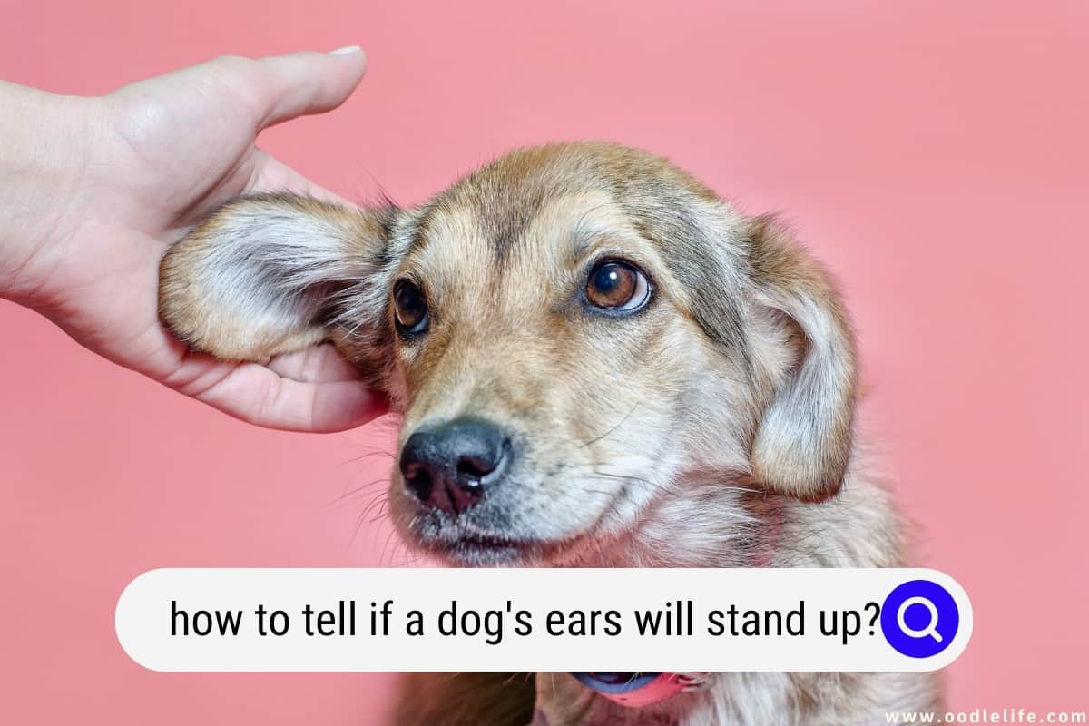 How To Tell If A Dog s Ears Will Stand Up When Do Puppy Ears Stand Up 