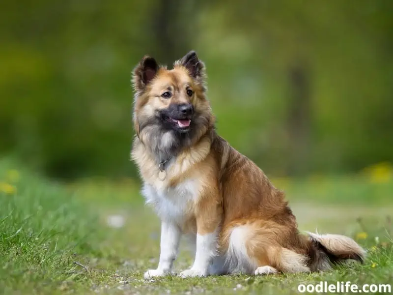 Icelandic Sheepdogs sits comfortably