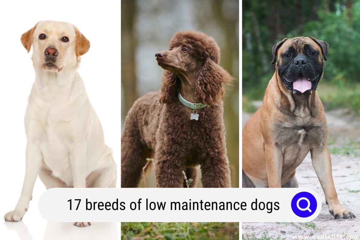 what dog breeds are 35 lbs or less
