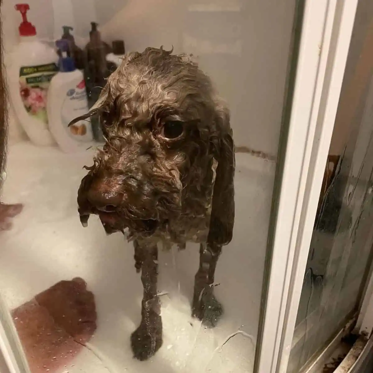 Poodle inside the shower