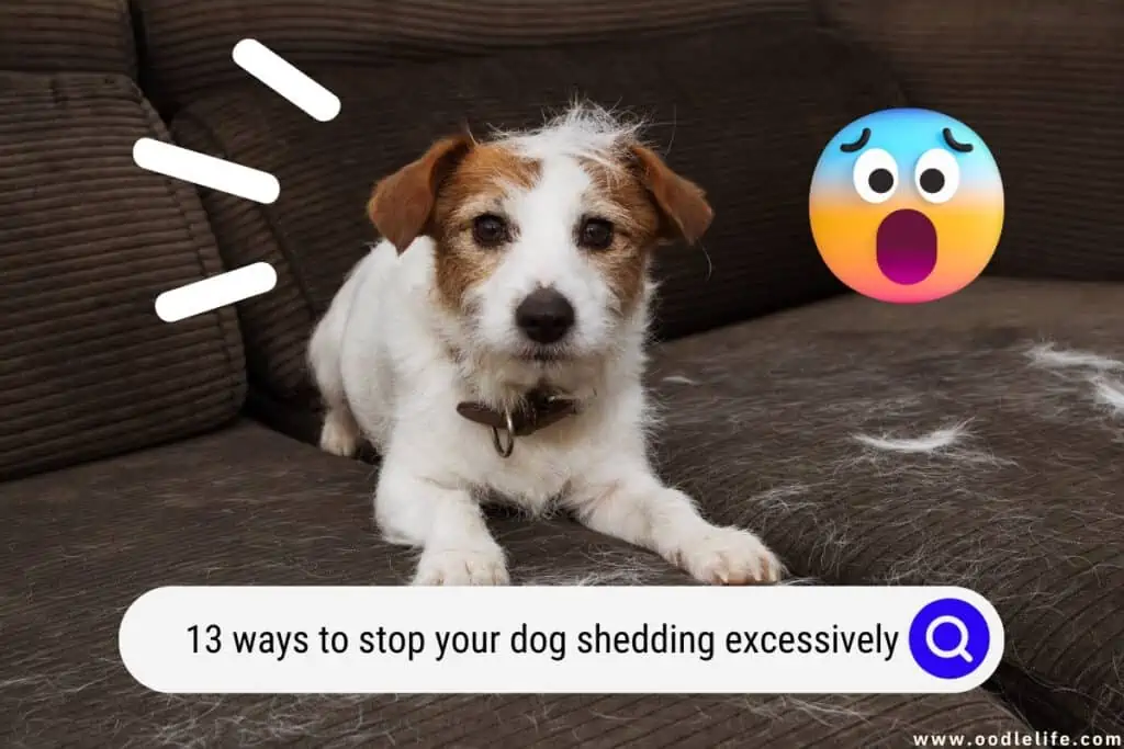 13 Ways To Stop Your Dog Shedding Excessively (Dog Shedding Solutions