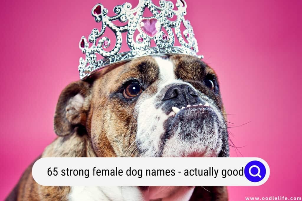 65-strong-female-dog-names-actually-good-oodle-life