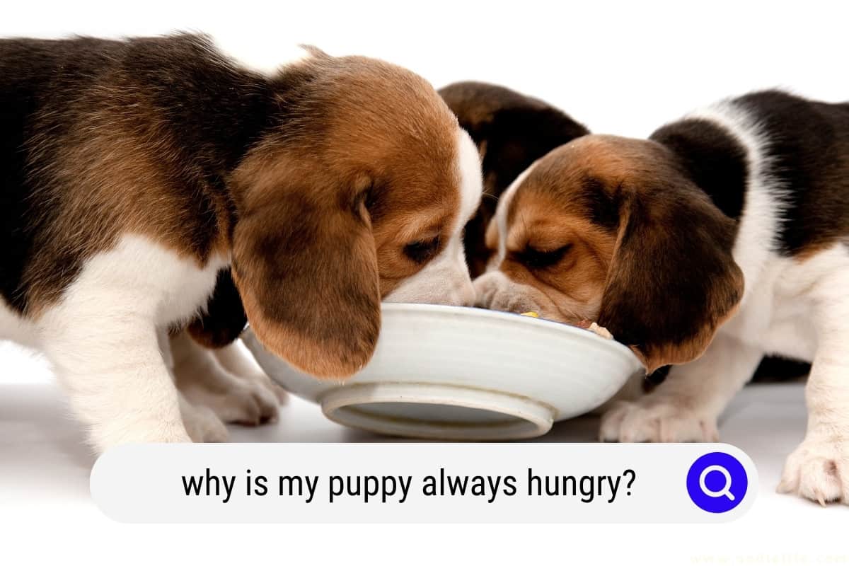 Why Is My Puppy Always Hungry What To DO Oodle Life