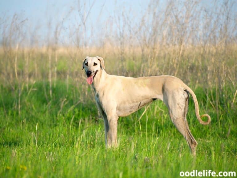 11 Dogs Similar To Greyhounds (with Pictures) - Oodle Life