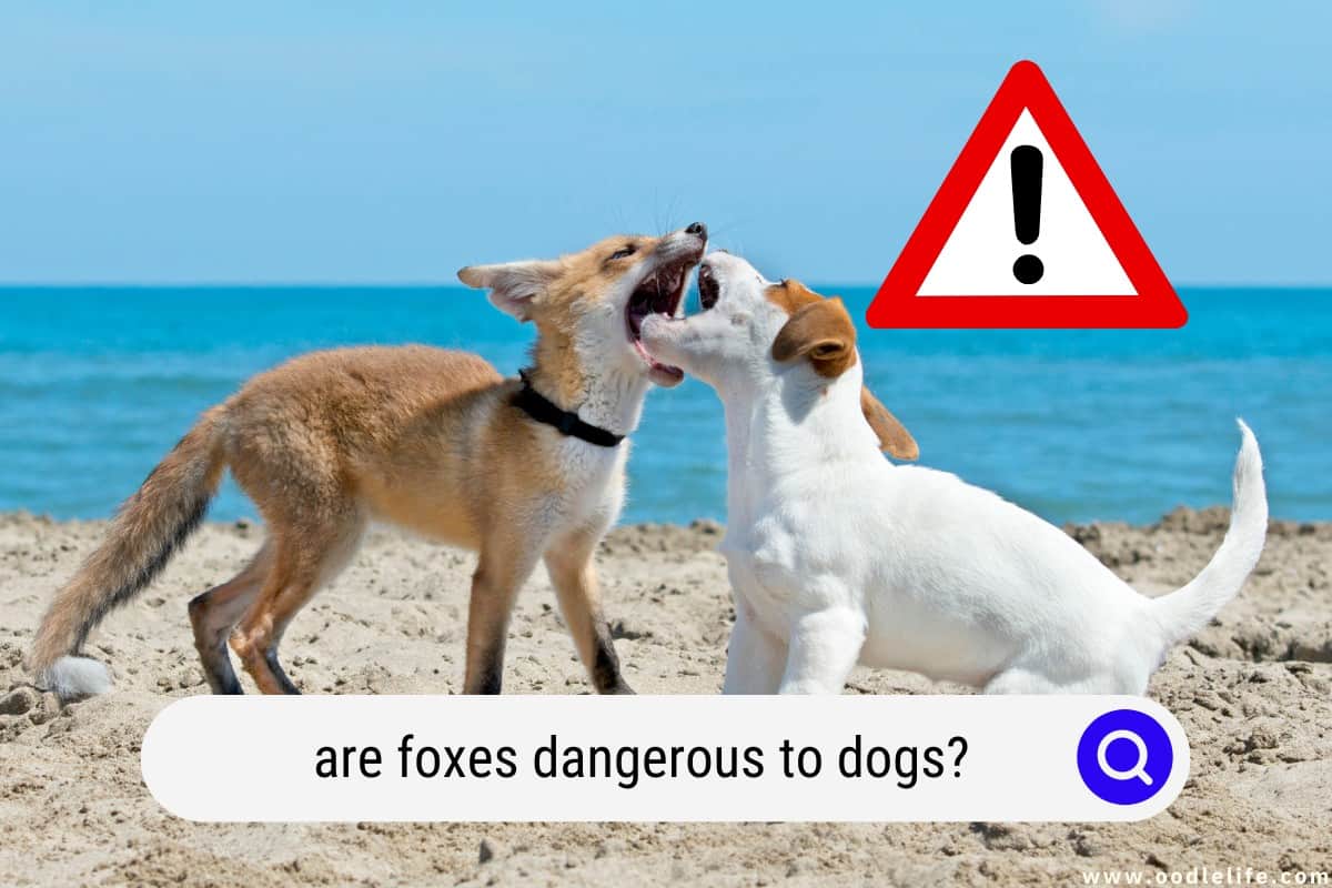 do foxes attack dogs