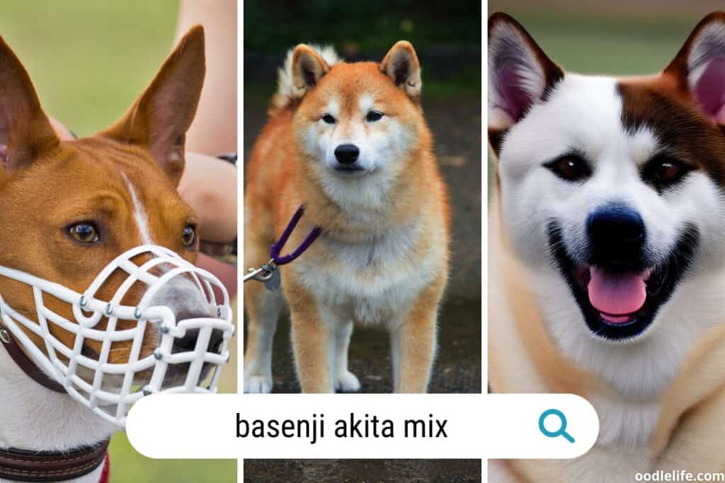 breed basenji or a shiba