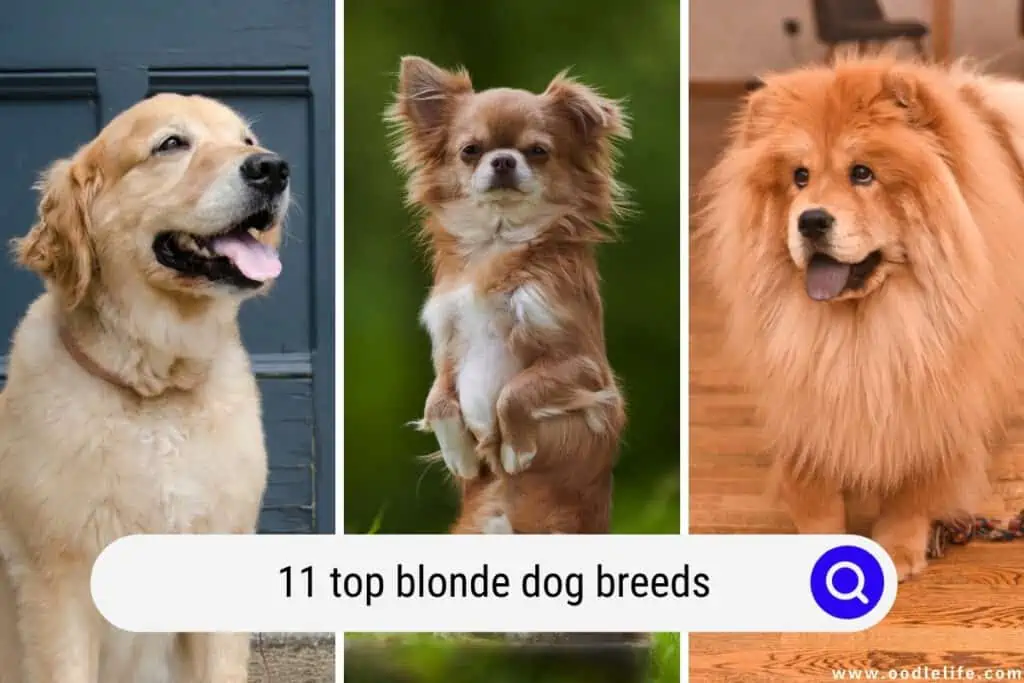 what should i name my blonde dog