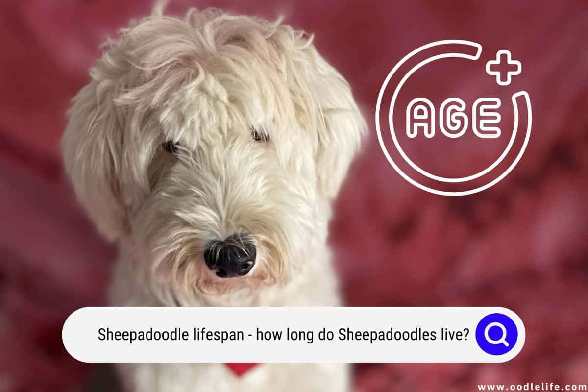 is a sheepadoodle a good dog