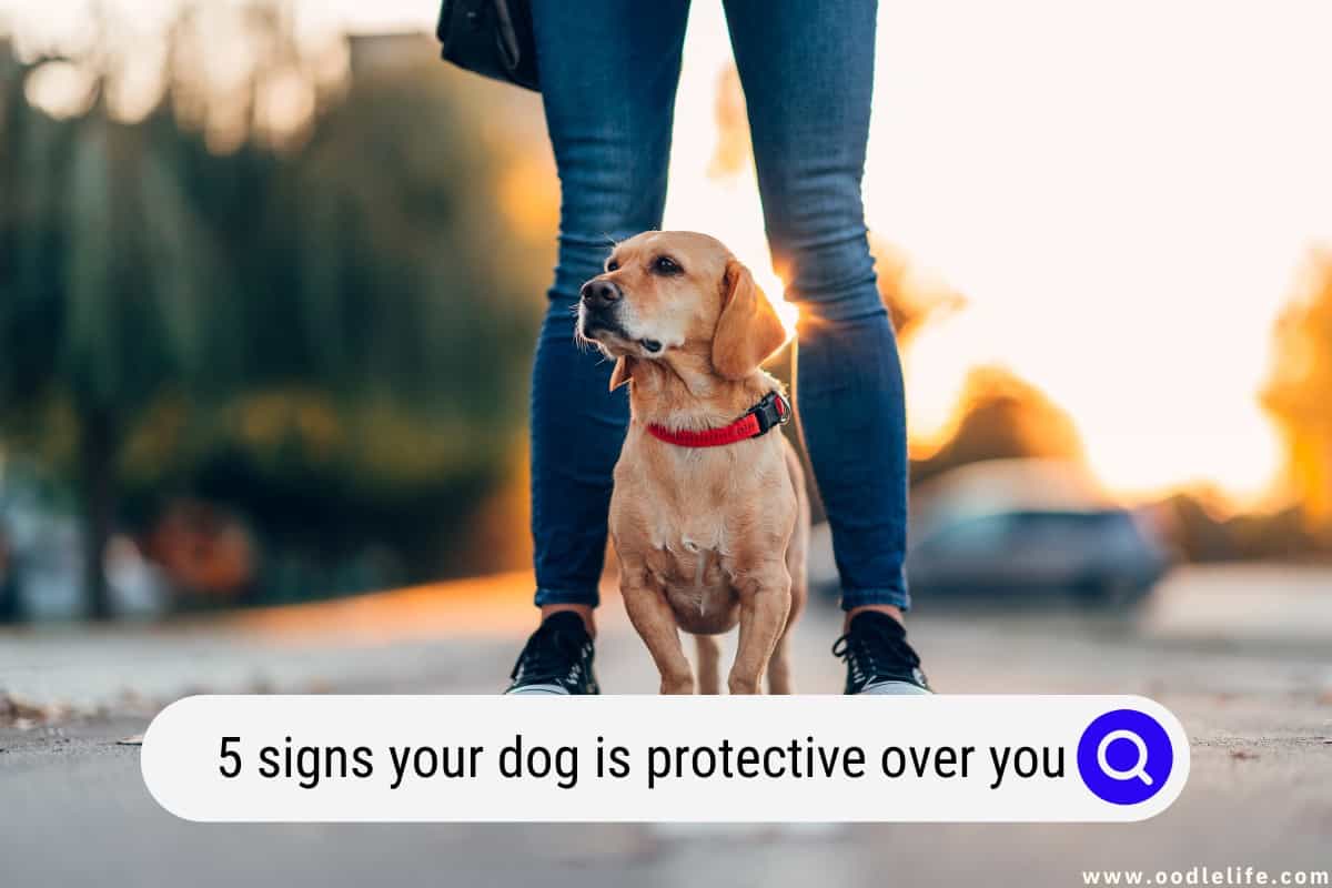 Signes Your Dog is Protective Over You