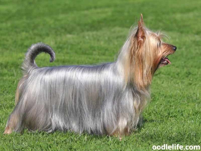 15 Most Beautiful Dog Breeds (with Pictures) - Oodle Life