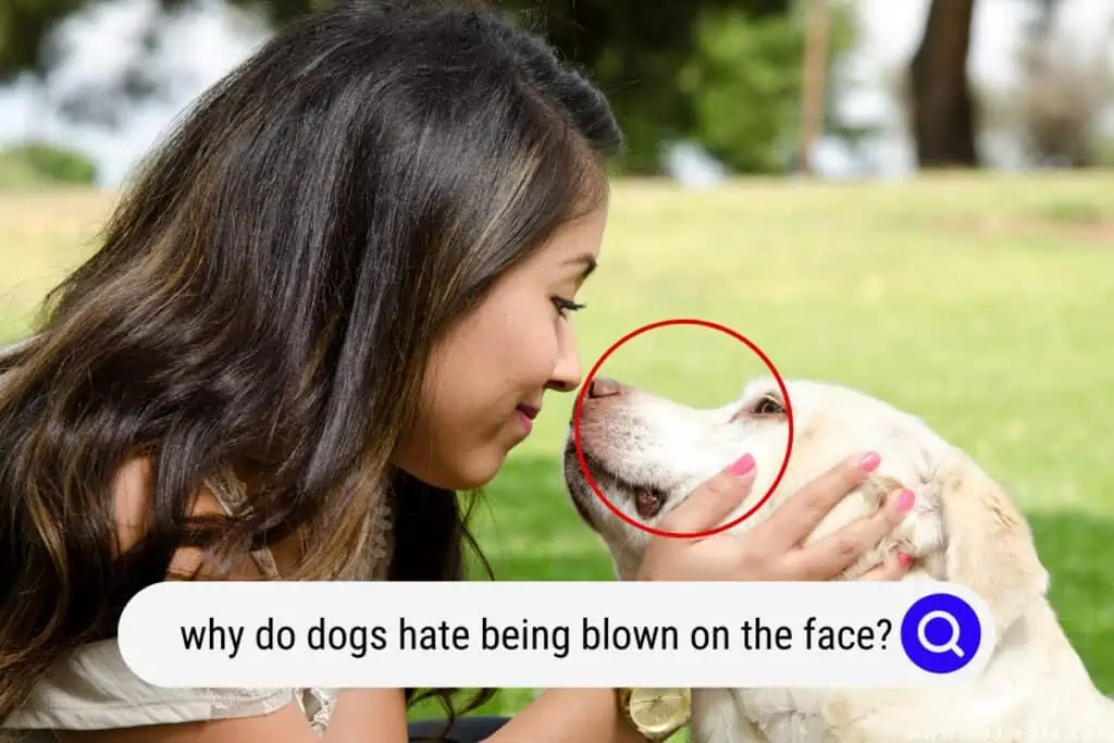 why do dogs hate being blown on the face