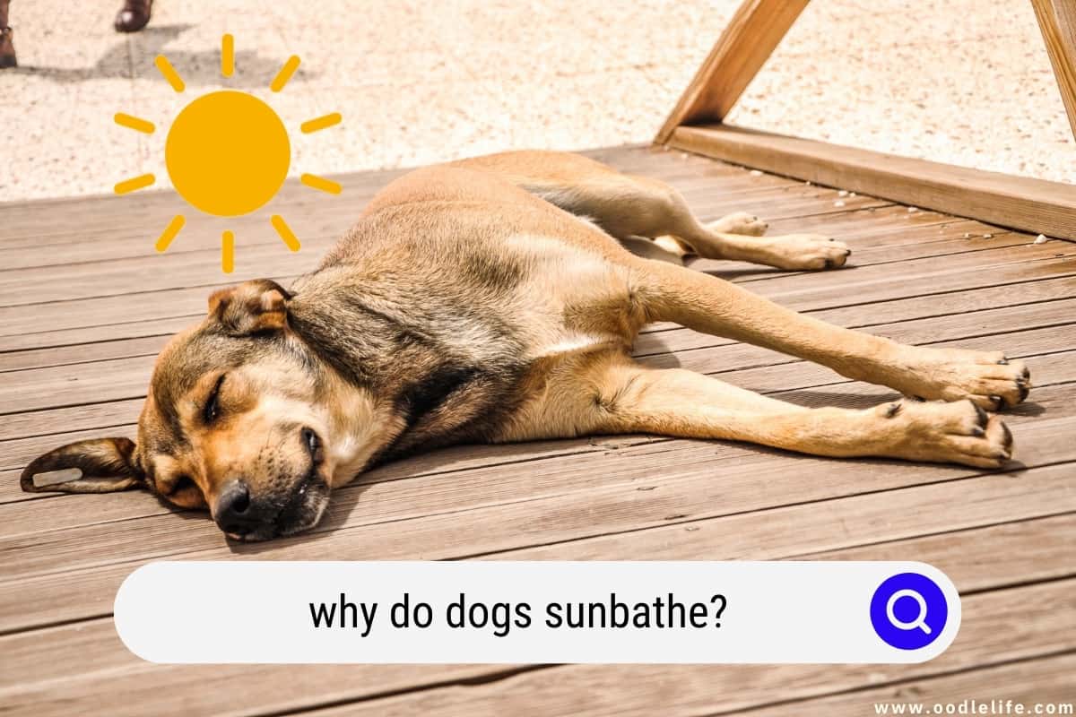 why-do-dogs-sunbathe-dog-laying-in-sun-explained-oodle-life