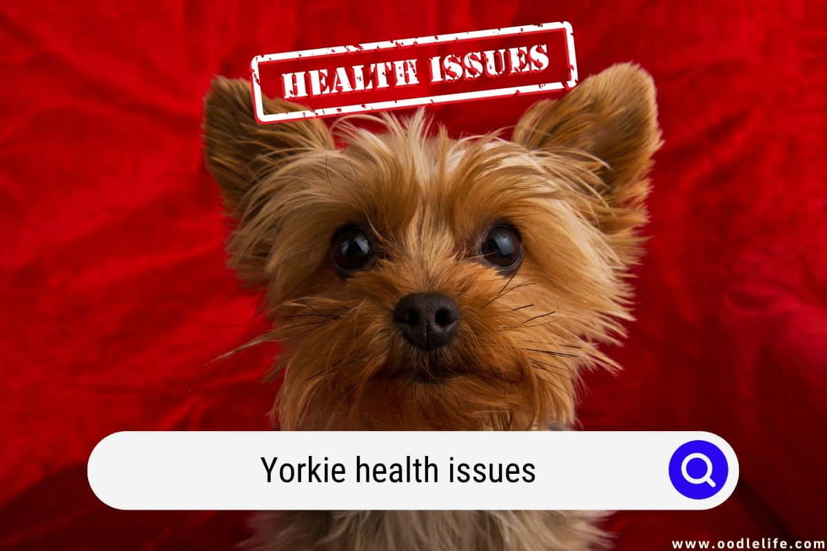 why is my yorkie having trouble breathing