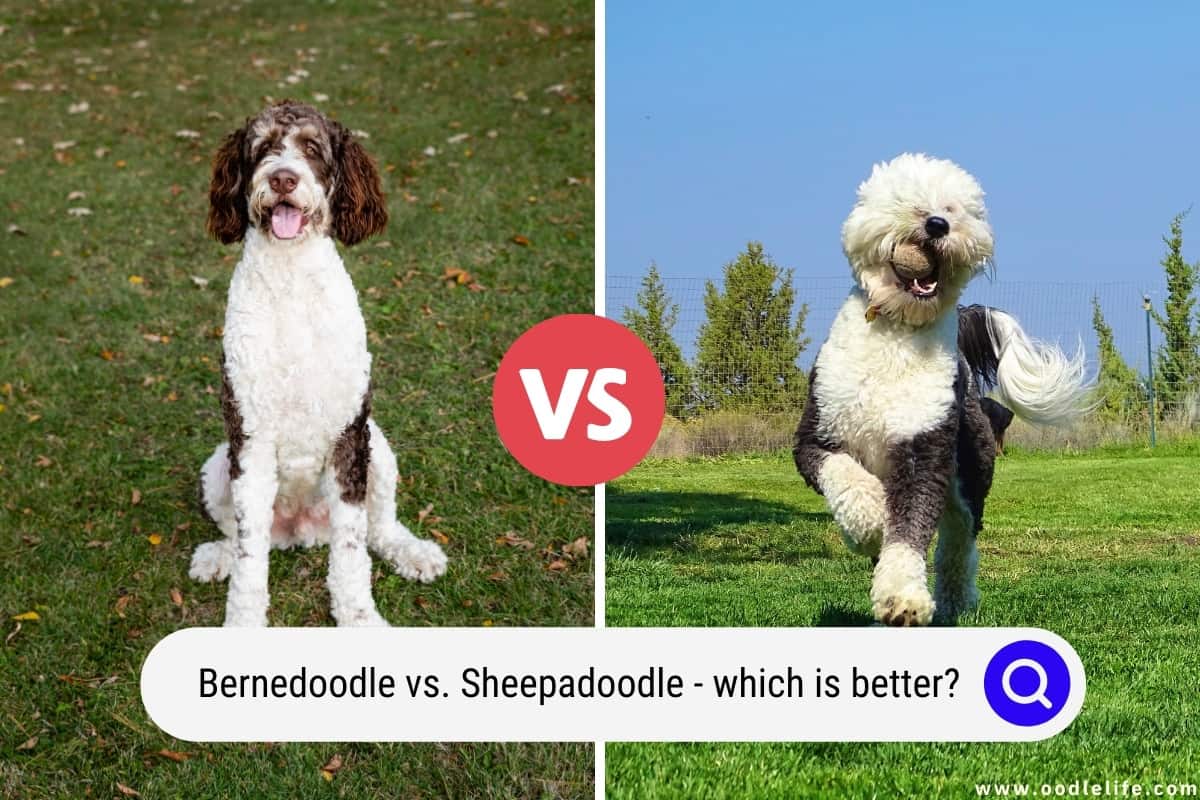 Bernedoodle Vs Sheepadoodle (Which Is Better?) PHOTOS - Oodle Life