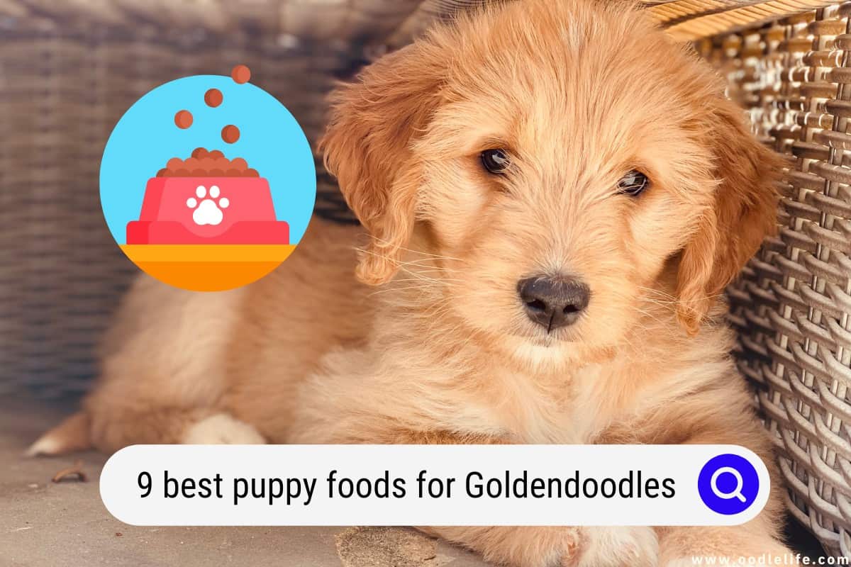 9 Best Puppy Foods For Goldendoodles In 2023 Oodle Life