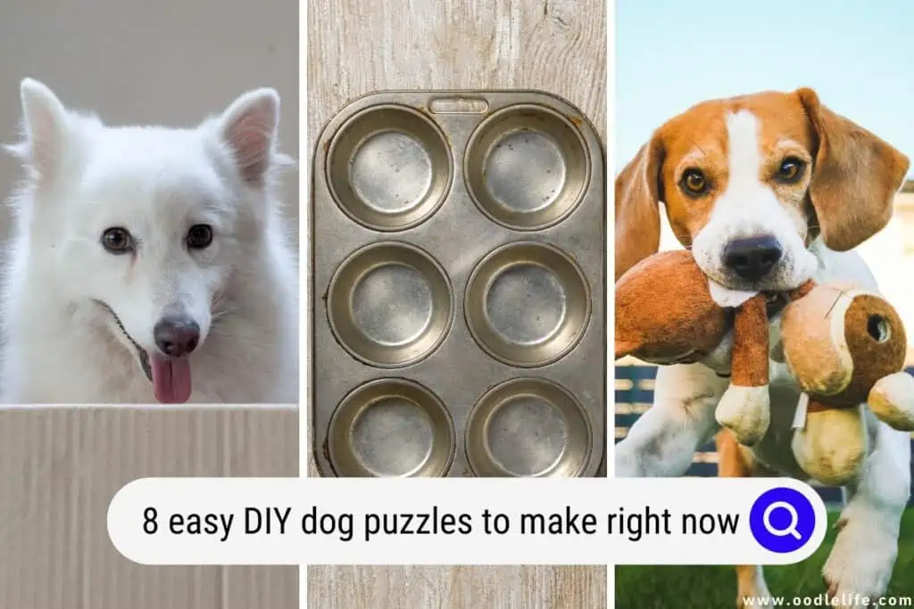 8 Simple DIY Dog Puzzles To Make Right Now - Proud Dog Mom