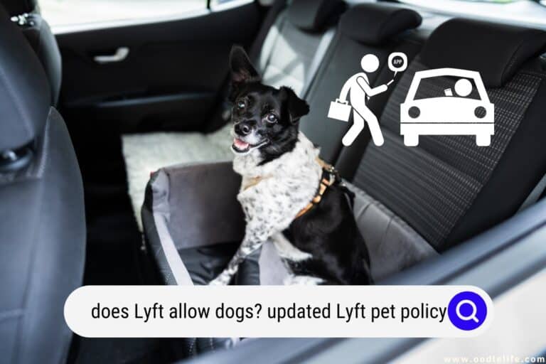 Does Lyft Allow Dogs? (2023 Updated Lyft Pet Policy) - Oodle Life