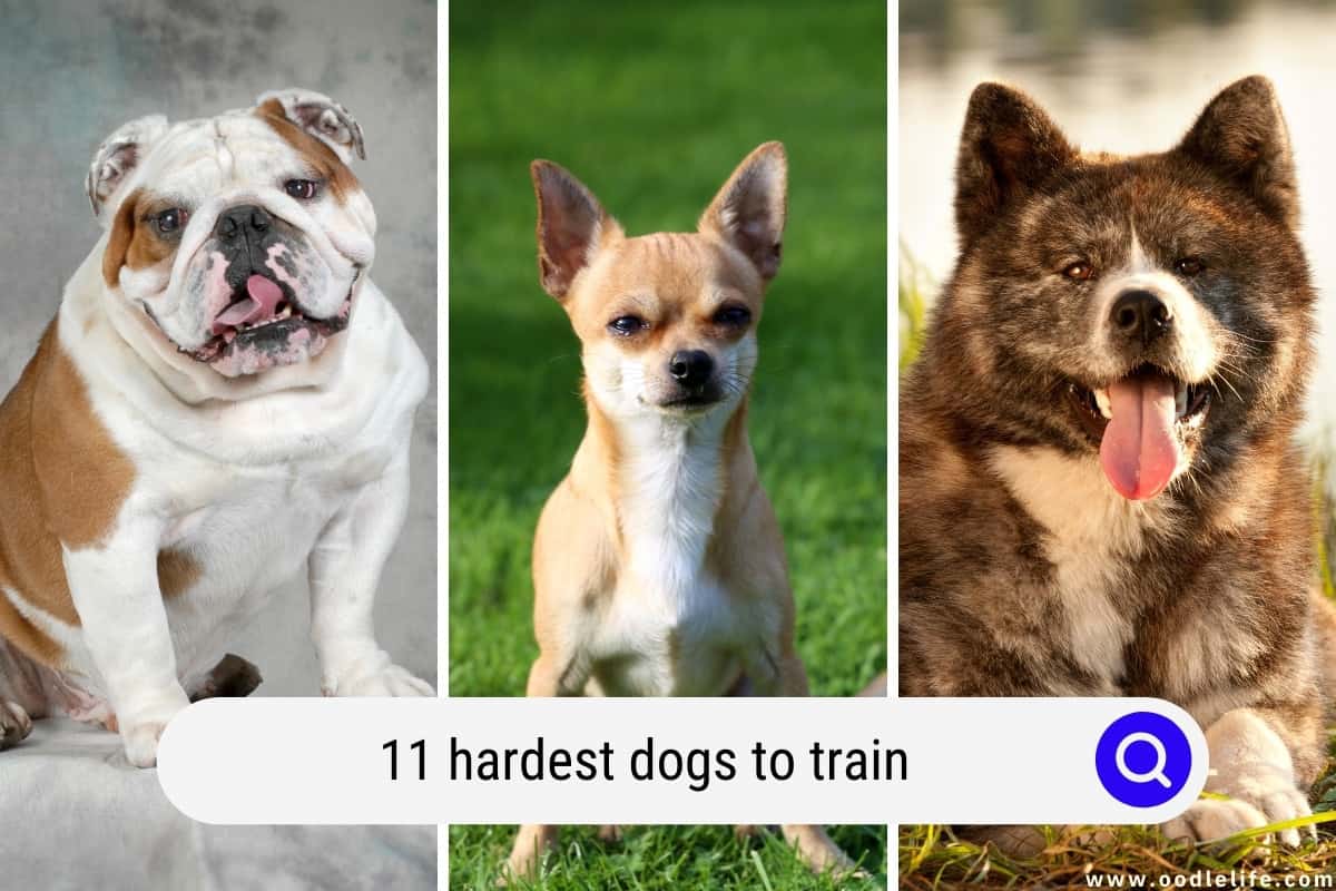 what is the hardest dog breed to train