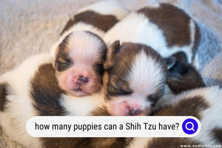 How Many Puppies Can A Shih Tzu Have? - Oodle Life