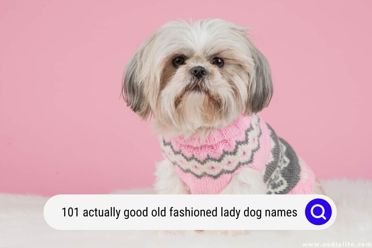 101 Actually Good Old Fashioned Lady Dog Names Oodle Life