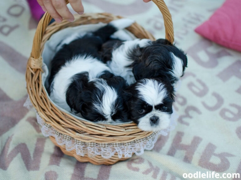 How Many Puppies Can A Shih Tzu Have? - Oodle Life