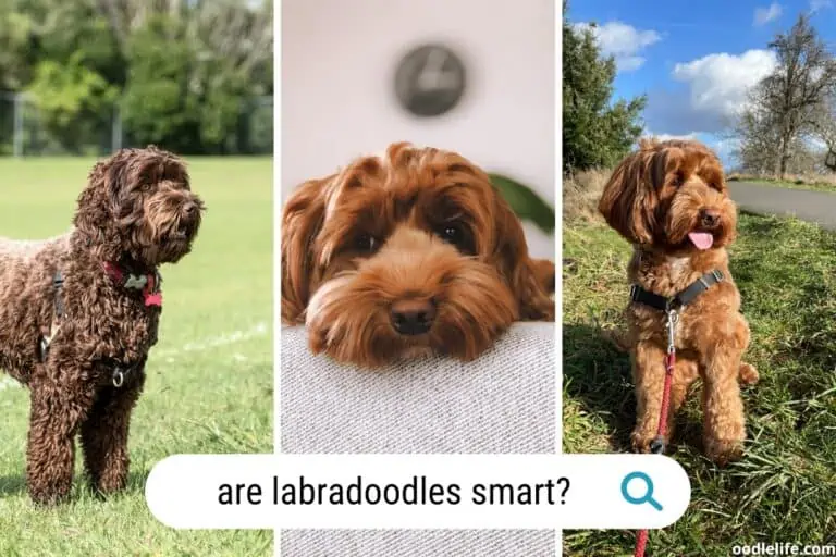 Are Labradoodles Smart? (Yes! High IQ Explained)