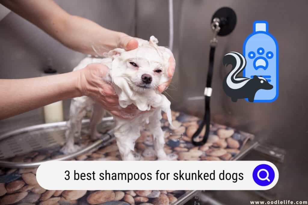 3 Best Shampoos For Skunked Dogs (2023 Update) - Oodle Life