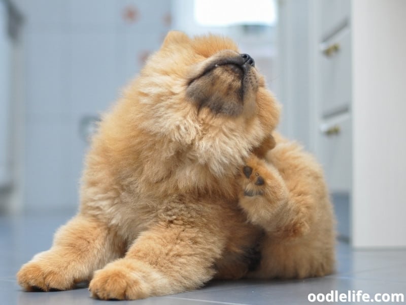 Chow Chow puppy scratch