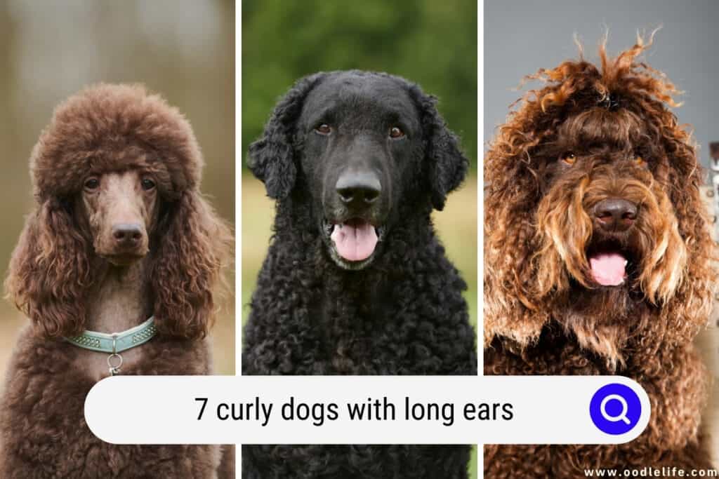 7-curly-dogs-with-long-ears-breed-photos-oodle-life