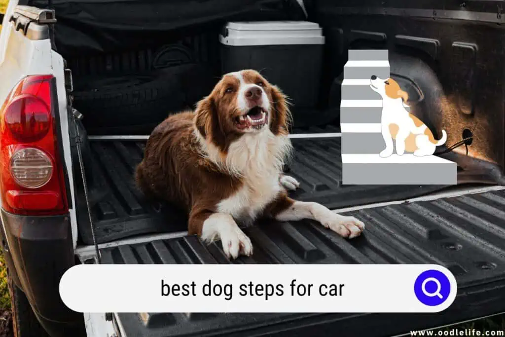dog steps for car