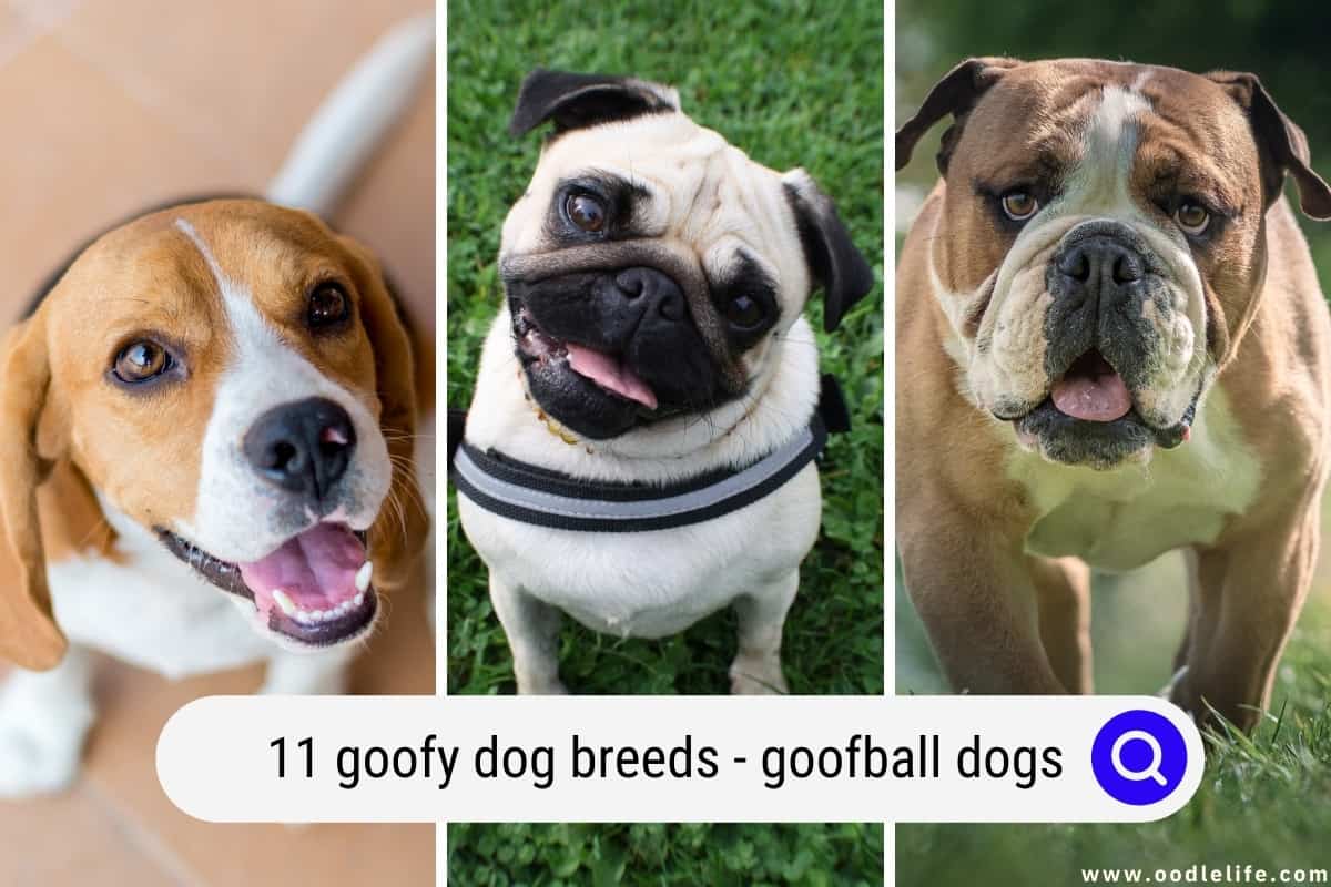 11-goofy-dog-breeds-with-photos-goofball-dogs-oodlelife