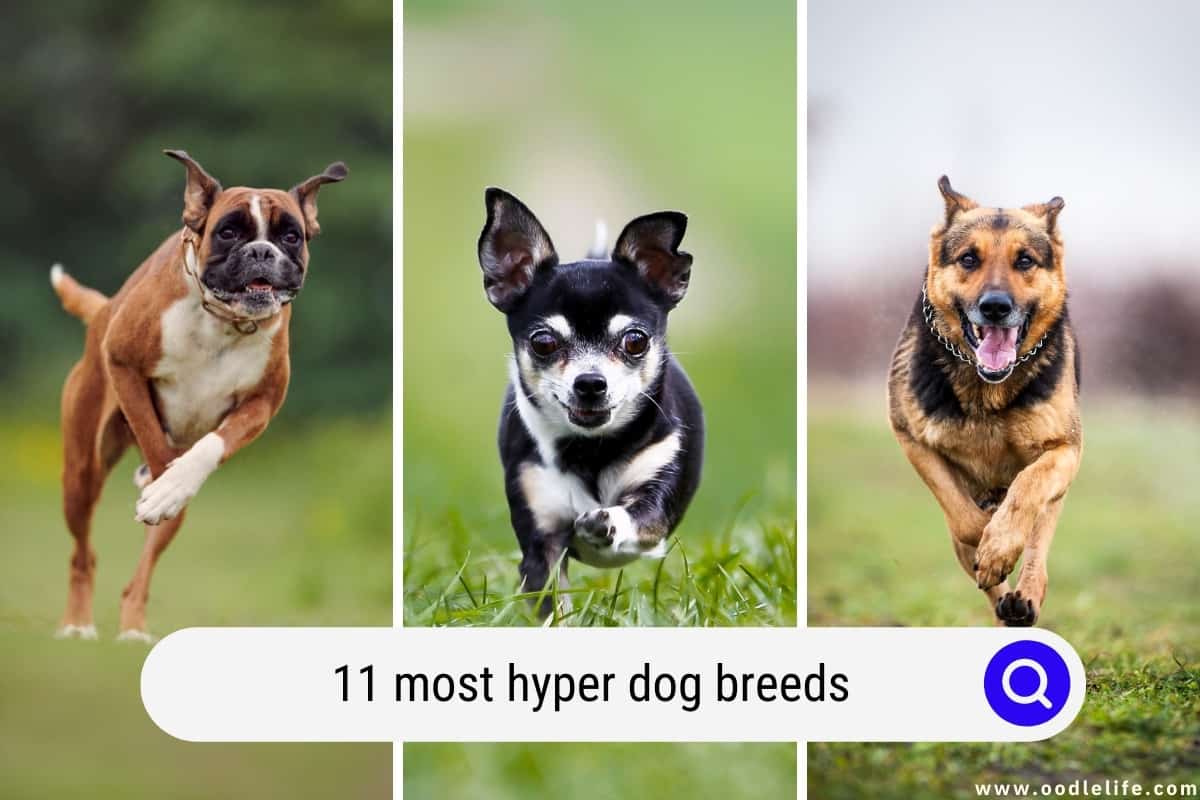 Most hyperactive dog store breeds