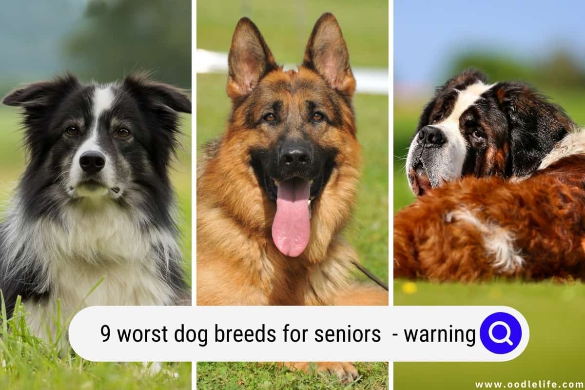 What Are The Worst Dogs