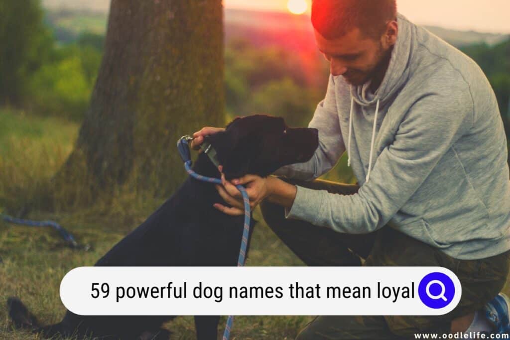 loyal-name-meaning-origin-popularity-girl-names-like-loyal-mama