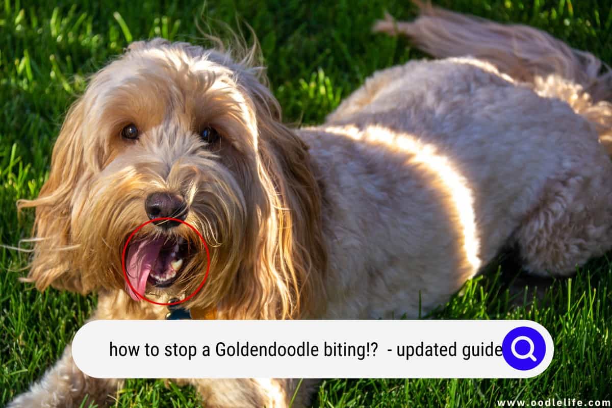 How To Stop A Goldendoodle Biting?! (Updated Guide 2024) - Oodle Life