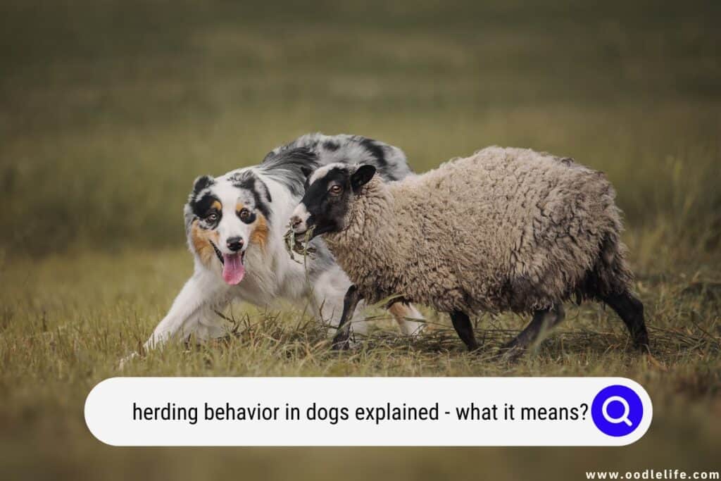 Herding Behavior In Dogs Explained (What It Means?) - Oodle Life