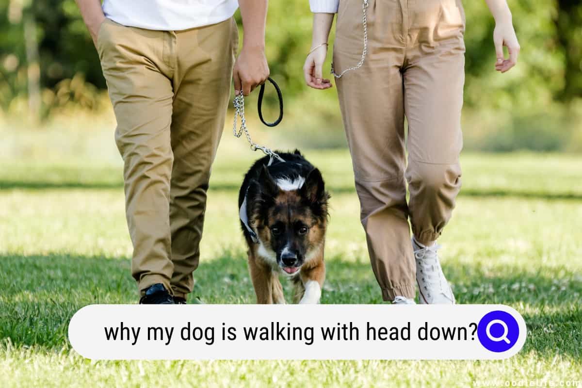 why-is-my-dog-walking-with-his-head-down