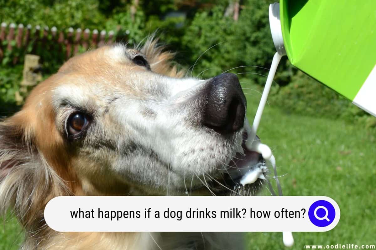 what-happens-if-a-dog-drinks-milk-how-often-oodle-life