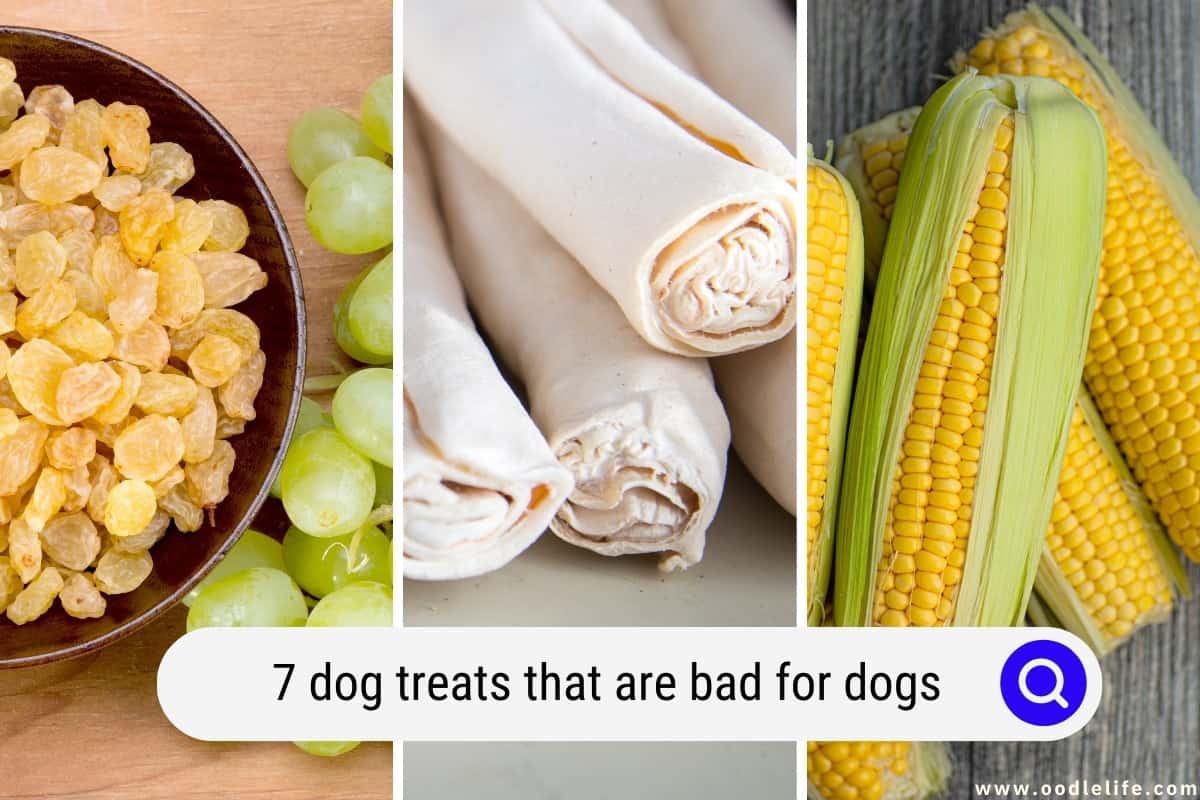 7 Dog Treats That Are BAD For Dogs Oodle Life