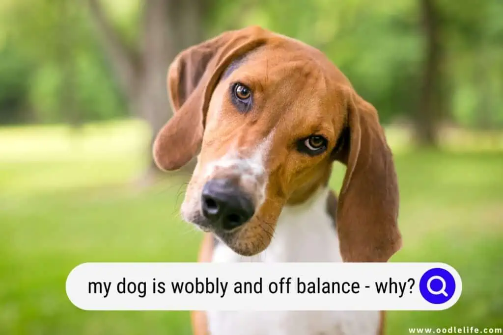 what causes a dog to walk wobbly