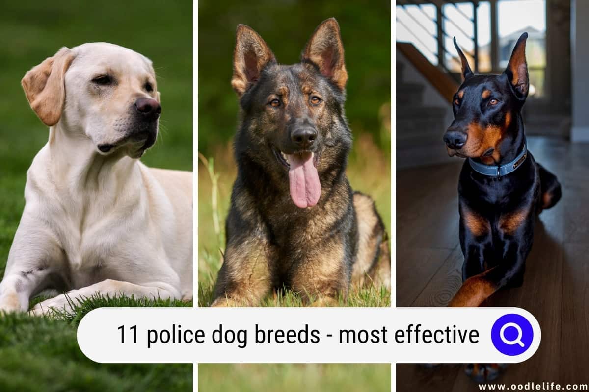 11 Police Dog Breeds with Photos Most Effective Oodle Life