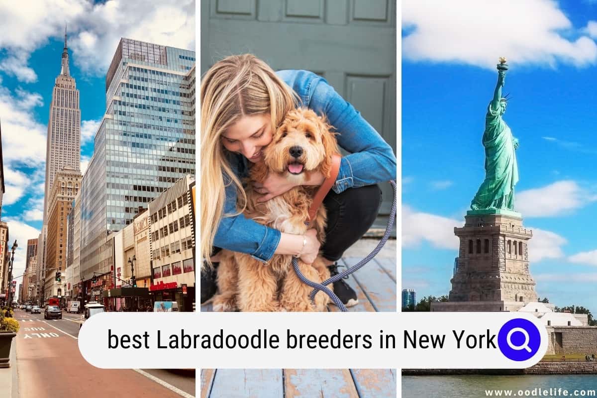 Best Labradoodle Breeders In New York 2024 Update Oodle Life   Labradoodle Breeders In New York 