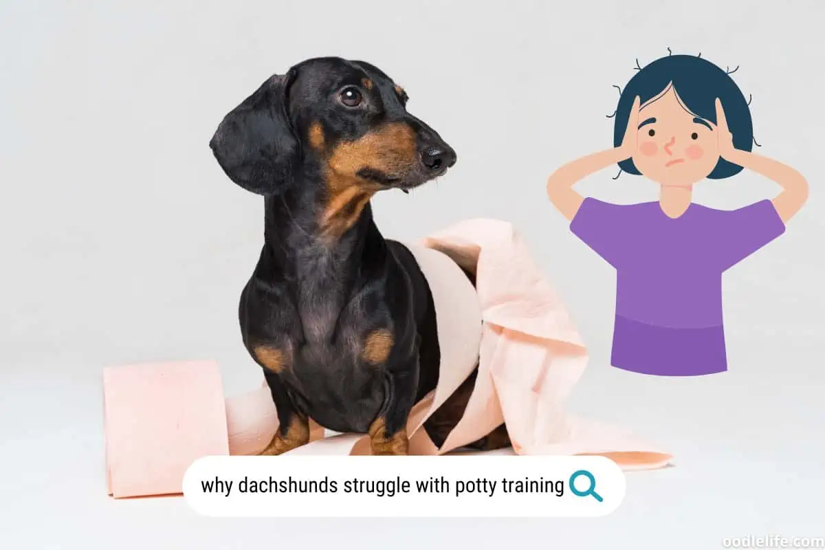 Why Dachshunds Are Hard To Potty Train Expert Insights Oodle Life